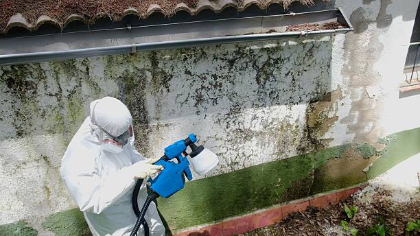 Mold Removal service in Ashland